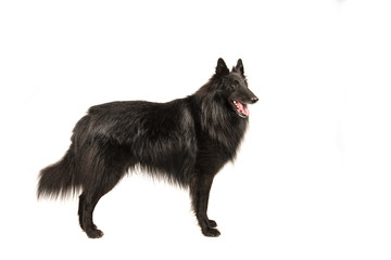 Pretty long haired black belgian shepherd dog called groenendaeler seen from the side standing isolated on a white background