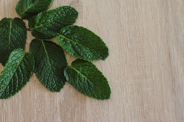 fresh mint plant on table