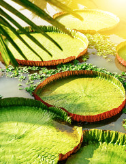 Beautiful green Victoria Lily pad in sun light in Chiang Mai, Northern Thailand. Travel background, beauty of nature concept. Text space