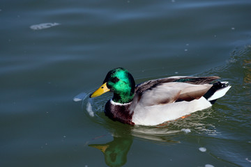 Duck with brilliant green head closeup