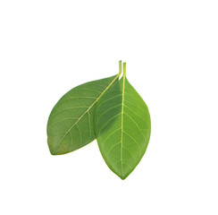 jackfruit leaf isolated on white background