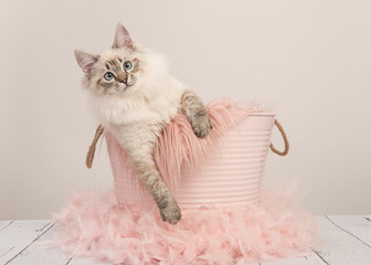 Pretty ragdoll cat with blue eyes in a pink bucket on a pastel colored setting