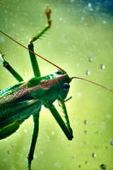Macro closeup on an insect Tettigonia viridissima - grasshopper - the great green bush-cricket, is a large species of katydid or bush-cricket, family Tettigoniidae, subfamily Tettigoniinae.