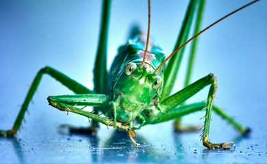 Macro closeup on an insect Tettigonia viridissima - grasshopper - the great green bush-cricket, is a large species of katydid or bush-cricket, family Tettigoniidae, subfamily Tettigoniinae.