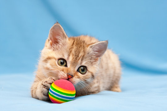 Little red British kitten playing with a colorful ball lying on a blue background