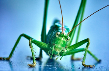 Macro closeup on an insect Tettigonia viridissima - grasshopper - the great green bush-cricket, is a large species of katydid or bush-cricket, family Tettigoniidae, subfamily Tettigoniinae.