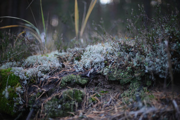 Moss
