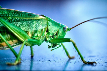 Macro closeup on an insect Tettigonia viridissima - grasshopper - the great green bush-cricket, is a large species of katydid or bush-cricket, family Tettigoniidae, subfamily Tettigoniinae.