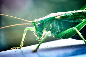 Macro closeup on an insect Tettigonia viridissima - grasshopper - the great green bush-cricket, is a large species of katydid or bush-cricket, family Tettigoniidae, subfamily Tettigoniinae.