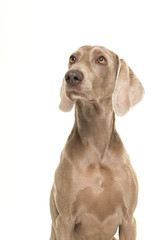 Portrait of a weimaraner dog seen from the side looking up isolated on a white background