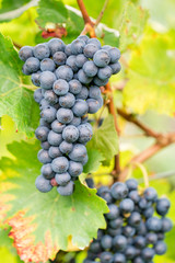 reife blaue Weintrauben 