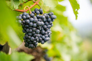reife blaue Weintrauben 