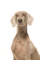 Portrait of a proud weimaraner dog isolated on a white background