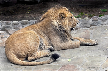 Naklejka premium Asian lion male. Latin name - Panthera leo persica 