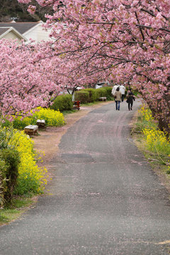 河津桜