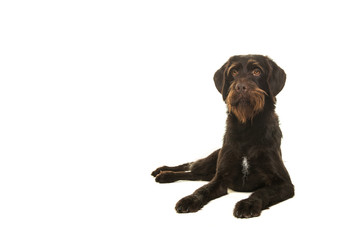 Cesky Fousek dog lying down and looking away seen from the front isolated on a white background