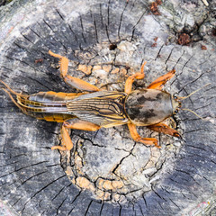Gryllotalpa gryllotalpa On the cut of the old stump. Pest of gar