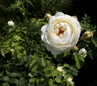 Closeup White Rose Claire Austin in the organic garden with blurred foliage.Nature and rose concept.