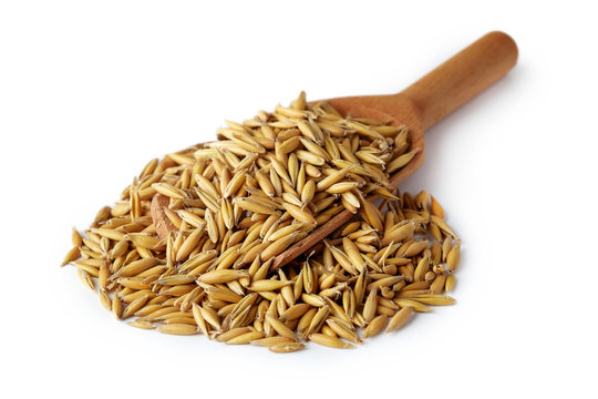 Oat seeds (Avena sativa) also known as the common oat in wooden scoop isolated on white background