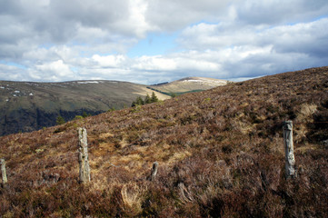 Heathland.Spring in the Wicklow Mountains.Ireland.