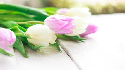 White and purple tulips on a white wooden background. Spring. International Women's Day. Valentine's Day. Selective focus.