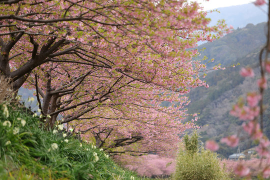 河津桜