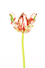 Variegated tulip flower on white background.