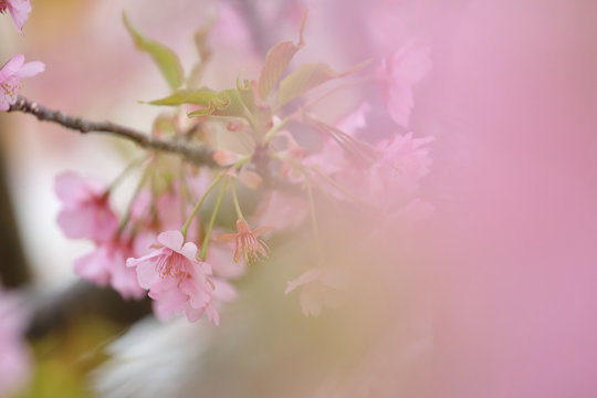 河津桜