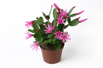 Naklejka na ściany i meble Blooming Pink Christmas Cactus schlumbergera in a pot.