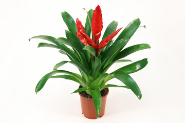 Blossoming plant of red Vriesea in flowerpot