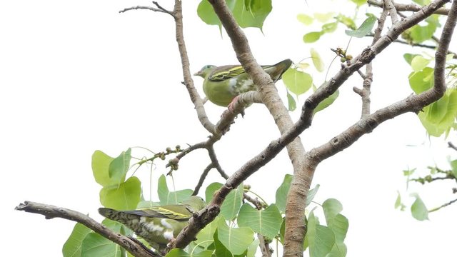 Thick-billed Green Pigeon (Treron curvirostra) on branch in tropical rain forest.