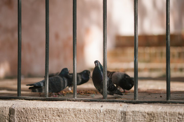 Pigeons in the City