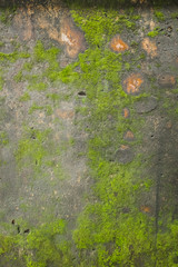 algae wall texture