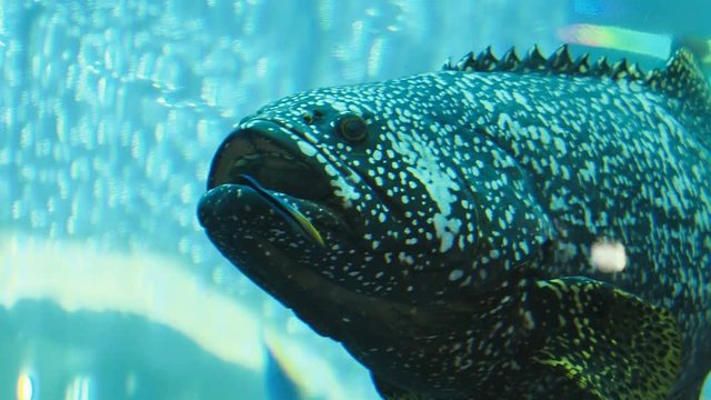 Floating Atlantic goliath grouper or itajara, Epinephelus itajara, also known as jewfish. Large saltwater fish.