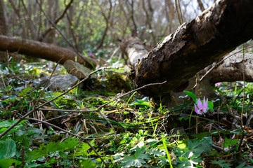 Fototapeta premium カタクリの花