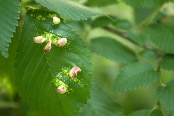 Tree leaves mite disease Gall caused by bladder-gall mite or Vasates quadripedes