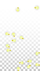 Vector Realistic Pink Petals Falling on Transparent Background.  Spring Romantic Flowers Illustration. Flying Petals. Sakura Spa Design. Blossom Confetti.