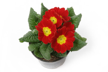 Red Primula flowers in a pot isolated on white background. 