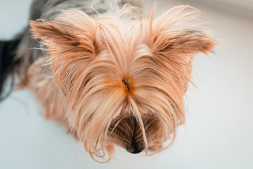 Head injury in a dog Yorkshire Terrier