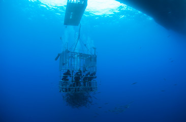 Cage diving in Mexico with Great White Sharks in clear blue water