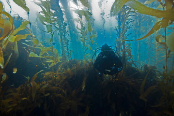 Scuba Diver diving through Giant Kelp Forest in clear blue water