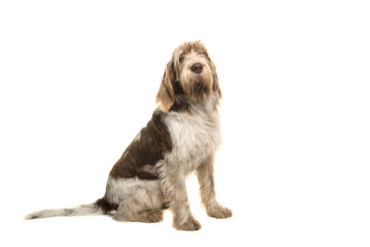 Sitting Spinone Italiano dog seen from the side looking at the camera isolated on a white background