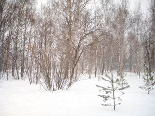forest in january