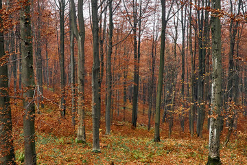 A beautiful mysterious view of the forest in the Bieszczady mountains (Poland) on a misty autumn day