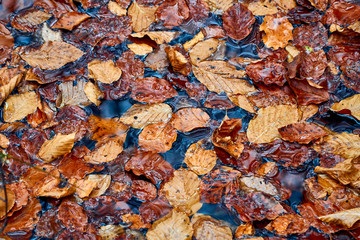 Reflection of sky and trees in a forest puddle and maple leaves in the forest in the Bieszczady mountains (Poland) on a misty autumn day