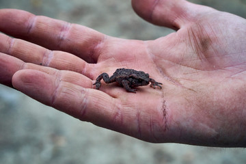 A small forest frog in the forest in the Bieszczady mountains (Poland) on a misty autumn day