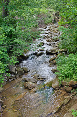 A forest mountain stream in a green forest