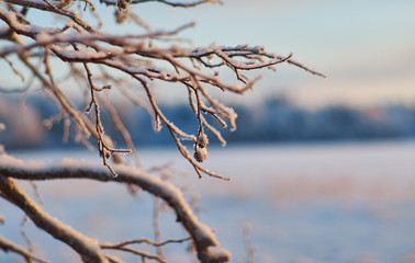 Winter  Beautiful Christmas landscape