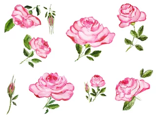 Papier Peint photo Des roses Variété d& 39 éléments de fleurs et de boutons de roses dessinés à la main à l& 39 aquarelle. Illustration florale isolée sur fond blanc.
