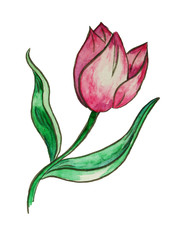 Tulpe